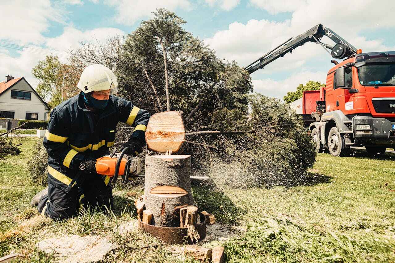 Best Tree Root Removal  in Clinton, NC